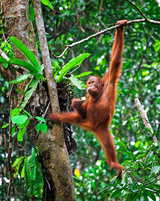 Sarawak MM2H Programme - Borneo Rainforest